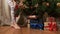 Women`s feet in Christmas socks near the Christmas tree. Girl puts on Christmas socks. Celebratory date. Women`s feet on