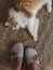 Women\\\'s feet in felt slippers and a red cat on a jute carpet, top view