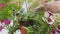 Women`s gloved hands are engaged in transplanting petunias