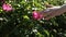 women's hand touches pink flowers on flowering rosehip bushes