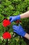 Women`s hands in blue mitts are transplanted beautiful red geranium flowers in the garden