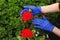 Women`s hands in blue mitts are transplanted beautiful red geranium flowers in the garden