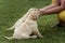 women\'s hands caress three fawn puppies Labrador