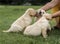 women\'s hands caress three fawn puppies Labrador