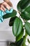 Women`s hands clean leaves of a houseplant from dust. Ficus elastica.