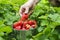 Women`s hands collect large juicy ripe strawberries. Picking berries by hands. Cultivate strawberries on the farm. The concept of