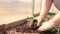 Women's hands in gloves carefully plant seedlings of cucumbers in the garden