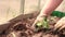 Women\'s hands in gloves carefully plant seedlings of cucumbers in the garden