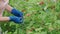 Women's hands harvest raspberries in garden.