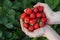 Women& x27;s hands hold a handful of fresh strawberries