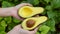 Women`s Hands Hold Two Halves of Fresh Avocado the Bright Green Grass