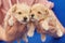 Women`s hands hold two small Maltipu puppies. photo shoot on a blue background