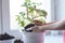 Women`s hands holding geranium flower with root and soil, transplanting into new pot, fertilizer, home plant care