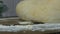 Women`s hands knead the dough for home baking chef, pastry. Baker kneading dough in flour on table. Wheat Homemade Bread