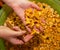 in women`s hands, a knife and a pile of chanterelle mushrooms are cleaned