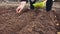 Women's hands plant onion seedlings in the furrows in the garden bed.