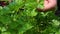 Women`s hands pluck  green parsley from the garden beds