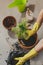Women`s hands in rubber gloves take care of home plants. The process of transplanting a houseplant Chamaedorea elegans into a