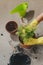 Women`s hands in rubber gloves take care of home plants. The process of transplanting a houseplant Chamaedorea elegans into a