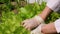 Women`s hands in rubber gloves workers tear  green salad from the garden beds