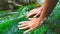 Women`s hands stroke moss growing in the clear and transparent water of a mountain river.