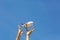 Women`s hands throw white and blue children`s airplane. Blue sky background