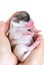 Women\'s hands with tiny newborn chihuahua puppy