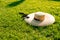 Women`s hat on a green lawn, wide-brimmed ,straw with a black ribbon, photography for blog or advertisement