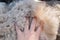 Women\'s palm on fluffy alpaca fleece