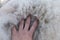 Women\'s palm on pile of white alpaca fleece