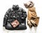 Women`s seasonal winter autumn clothing - black down jacket, corduroy trousers, suede boots and cashmere scarf on a light