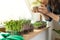 Women savour fresh grown microgreens on a sill near sunny window. Home grown healhy superfood microgreens