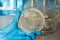 Women scientist holding petri dish soil microorganisms on nutrient agar in laboratory