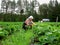 Women seasonal worker to pick strawberries