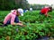 Women seasonal workers to pick strawberries