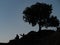 Women Silhouettes Sitting Under a Tree at Twilight