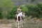 Women on skirt dress Riding Horses On field landscape Against forest.