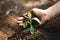Women with soil on hand are planting strong trees. World Environment Day Concept: A girl holding a small tree with two hands and a