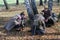 Women soldiers reenactors