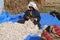 Women spinning goat hair