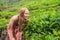 Women tourist at a tea plantation. Natural selected, Fresh tea l