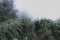 Women trekking in the jungle of rain forest woods