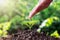 Women use hands to pour water, growing saplings on soil.