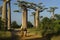 Women walking on Avenue of the Baobabs, Madagascar