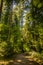 A women walking through a woodland path in Stanley Park, Vancouver