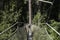 A women walks on a suspended bridge on the greenheart treewalk at UBC