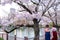 Women wear traditional Japanese Kimono or Yukata, woman behind while sightseeing sakura in sakura cherry blossoms park, two Kimono