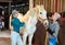 Women weaving braids on the mane of a white horse in stable