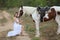 Women on white dress standing by Horses On field Against mountain.