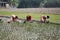 Women working in rice plantation